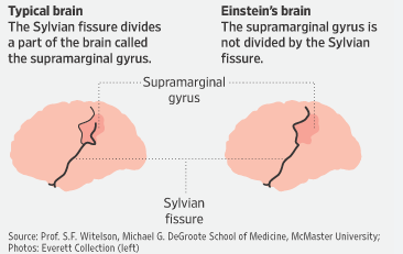 A diagram of the brain

Description automatically generated