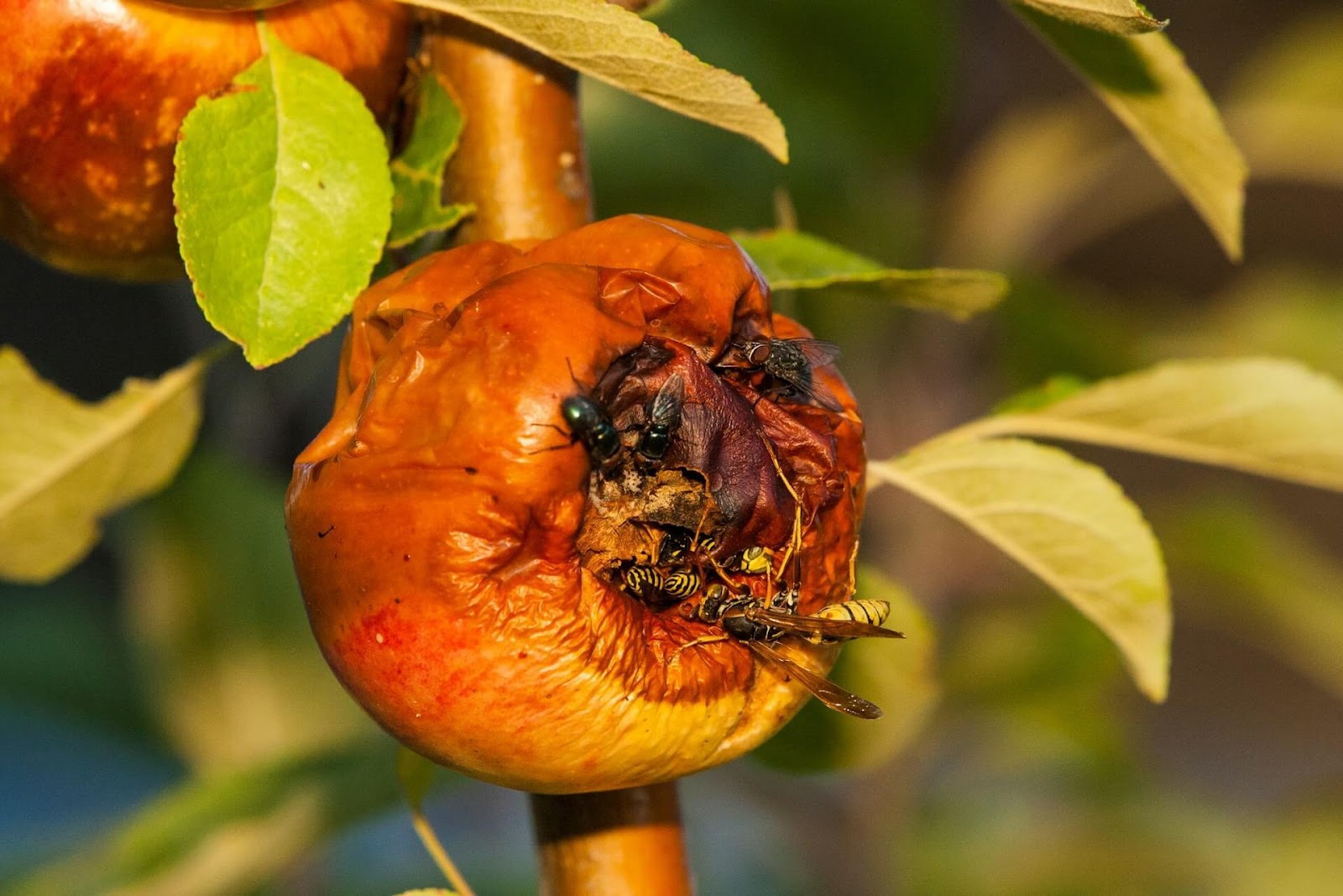 Flies attracted to rotting fruit.