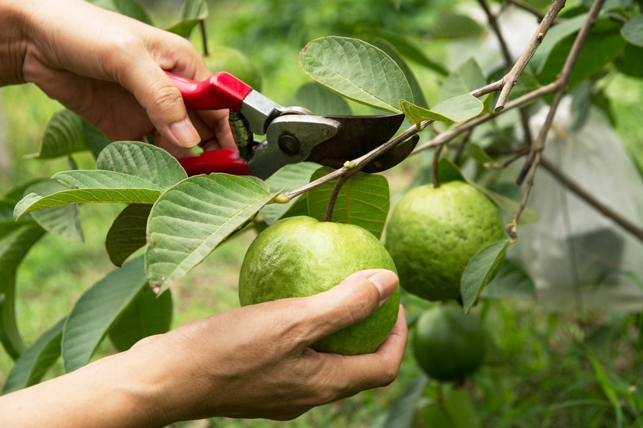 Guava tree Pruning