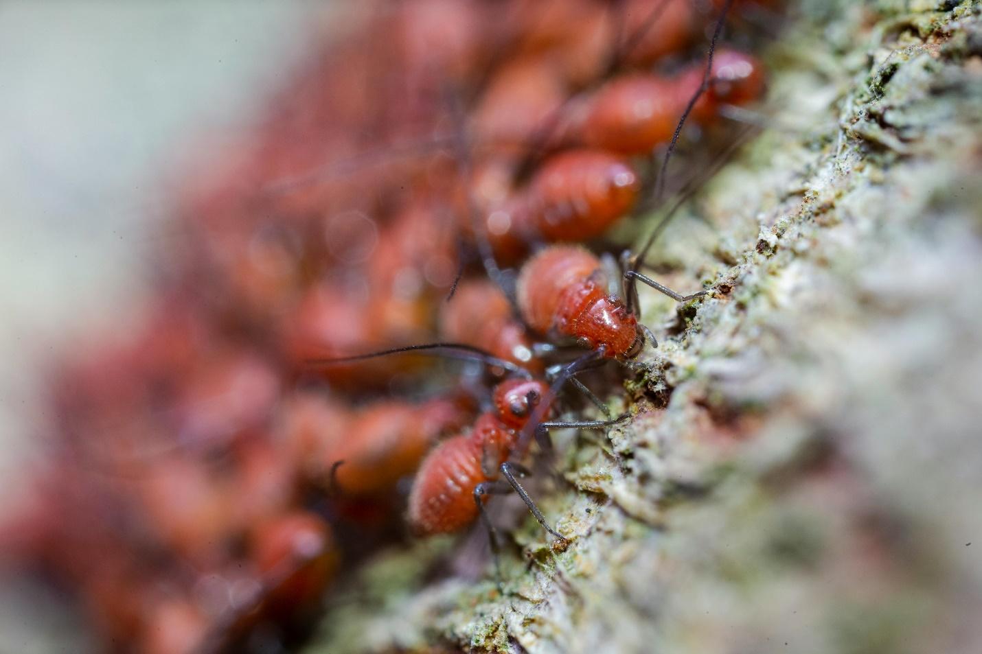Best Ways to Keep Pests Away from Your Home