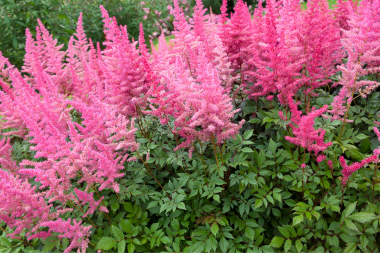 landscaping mistakes to avoid while remodeling your outdoor living space astilbe flowers custom built michigan