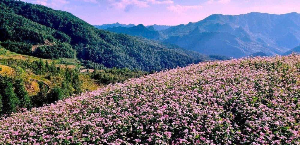 buckwheat flowers in Ha Giang loop