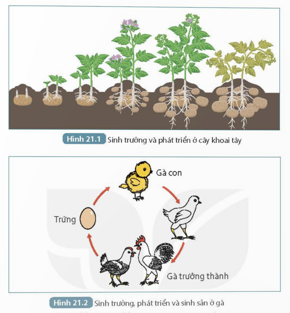 BÀI 21. KHÁI QUÁT VỀ TRAO ĐỔI CHẤT VÀ CHUYỂN HÓA NĂNG LƯỢNG MỞ ĐẦUCâu hỏi: Khi chạy, cơ thể có cảm giác nóng lên, mồ hôi ra nhiều, nhịp thở và nhịp tim tăng lên, có biểu hiện khát nước hơn so với lúc chưa chạy. Những thay đổi này được giải thích như thế nào?Đáp án chuẩn:Giải thích: Nhịp thở, nhịp tim tăng lên, các quá trình chuyển hóa trong cơ thể cũng sinh ra nhiệt → Cơ thể nóng lên → Thoát mồ hôi → Thiếu nước → Khát nước.I. TRAO ĐỔI CHẤT VÀ CHUYỂN HÓA NĂNG LƯỢNGCâu hỏi: Đọc thông tin trong mục I, phát biểu khái niệm trao đổi chất và chuyển hóa năng lượng.Đáp án chuẩn:Trao đổi chất là quá trình sinh vật lấy các chất từ môi trường, biến đổi chúng thành các chất cần thiết cho cơ thể và tạo năng lượng cung cấp cho các hoạt động sống, đồng thời trả lại cho môi trường các chất thải.II. VAI TRÒ CỦA TRAO ĐỔI CHẤT VÀ CHUYỂN HÓA NĂNG LƯỢNG