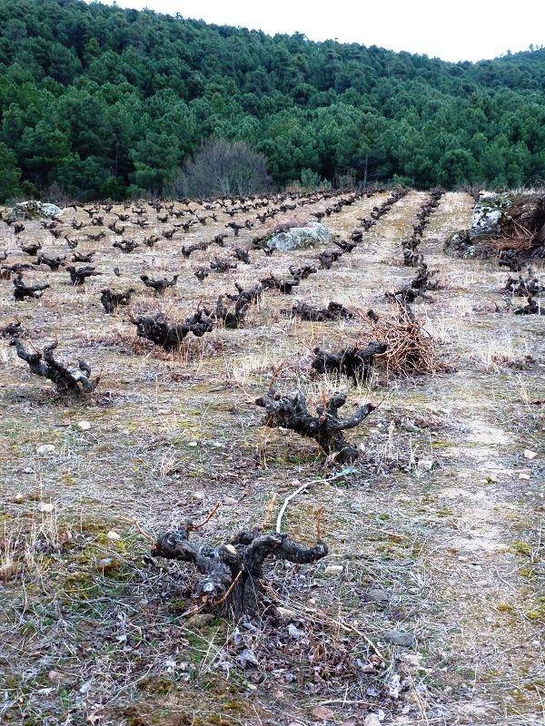 Vineyard grenache, Avila Spain | スペイン, 西班牙, ワイナリー