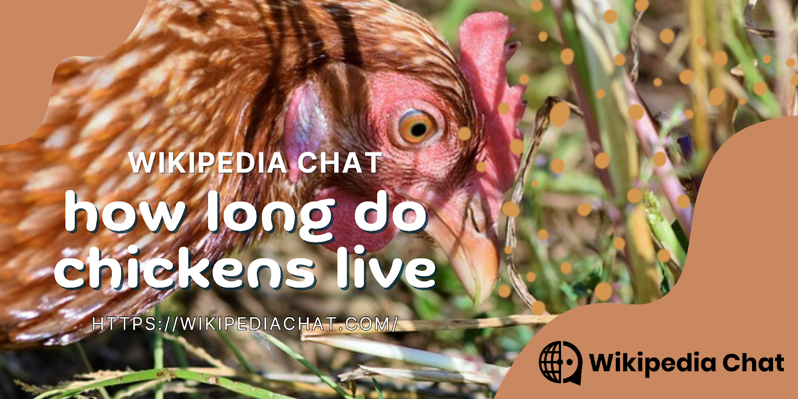 How Long Do Chickens Live