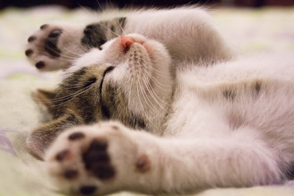 Sleeping kitten lying on back