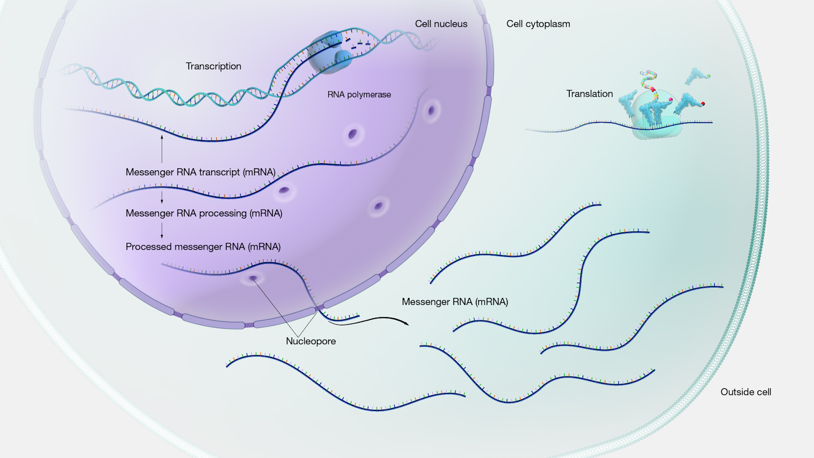 Applications of Gene Probes in Genetic Research