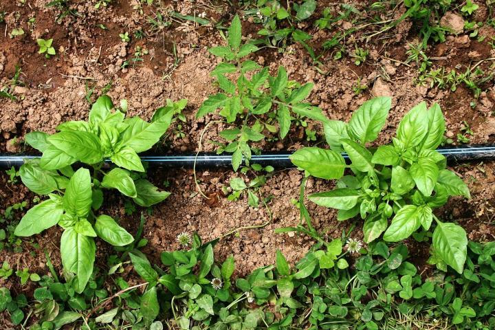 Basil: How to Plant, Grow, and Harvest Basil | The Old Farmer's Almanac