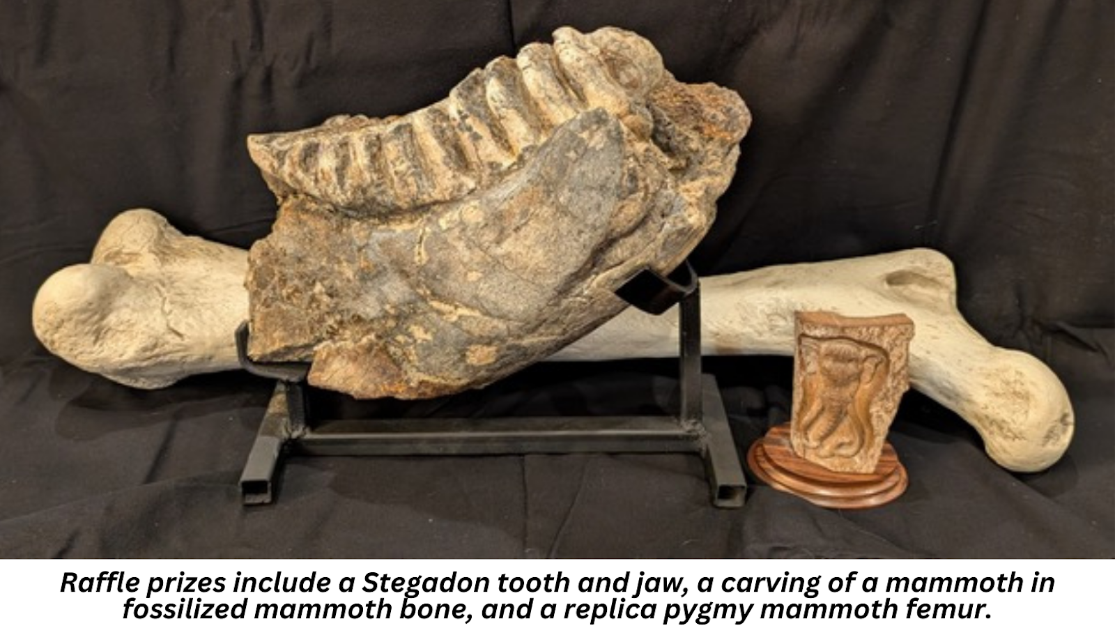 Raffle prizes include a Stegadon tooth and jaw, a carving of a mammoth in fossilized mammoth bone, and a replica pygmy mammoth femur.