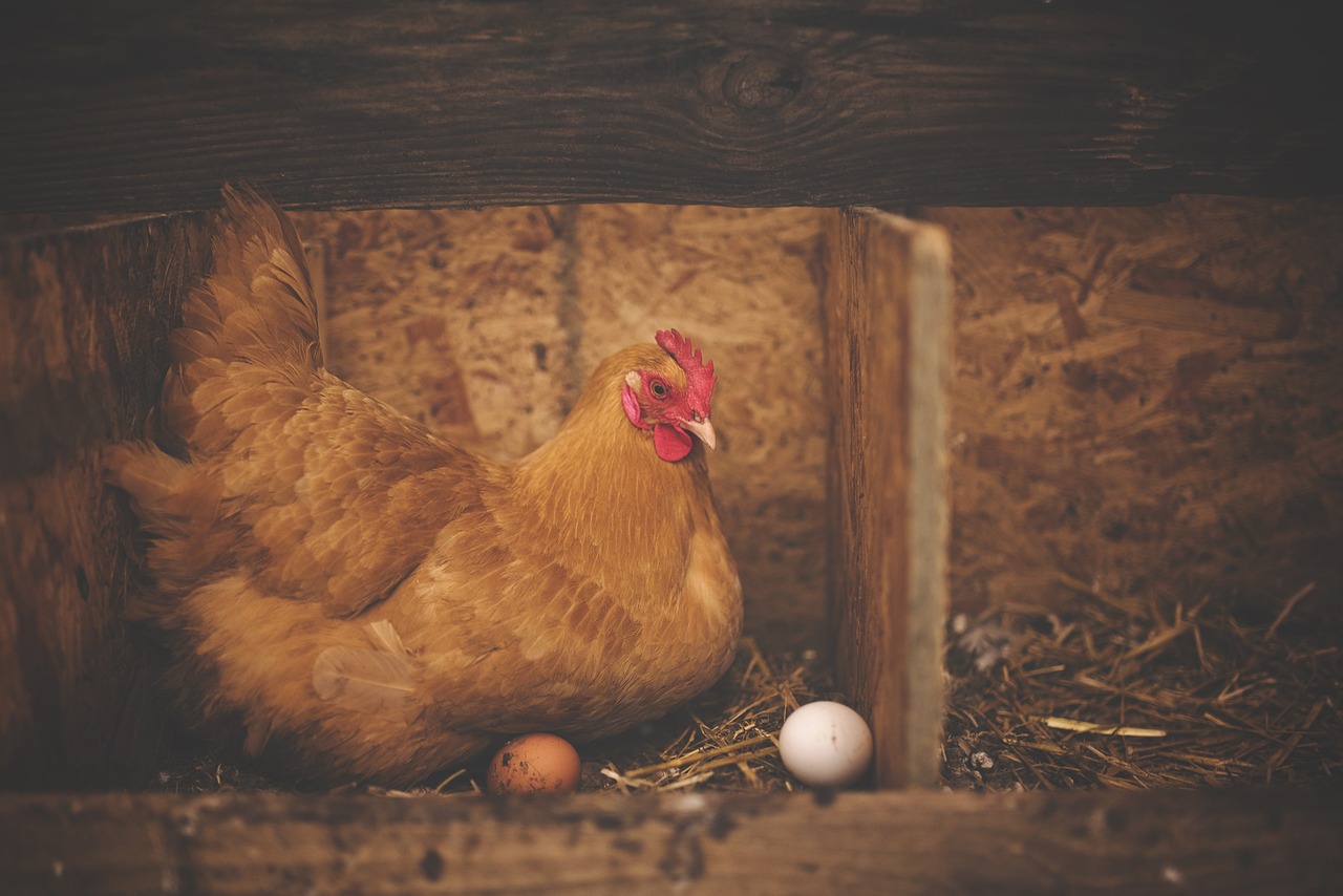 hen in nesting box made of wood and straw