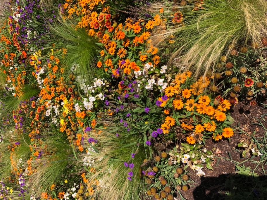 A group of flowers and grass

Description automatically generated
