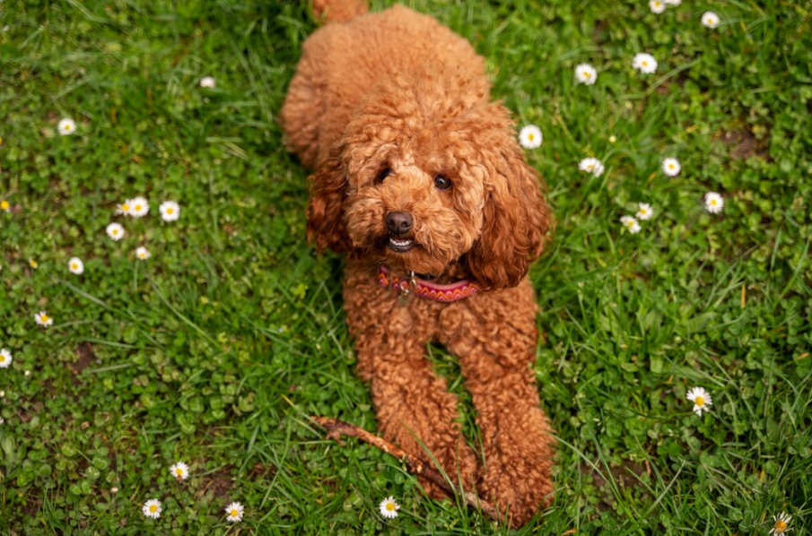 Here is How to Take Care of Dogo Argentino & English Goldendoodle Puppies!