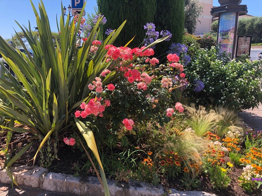 A flower garden with many flowers

Description automatically generated