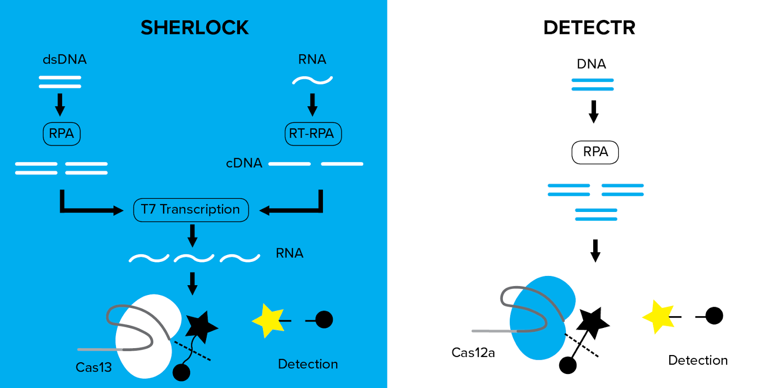 Finding nucleic acids with SHERLOCK and DETECTR