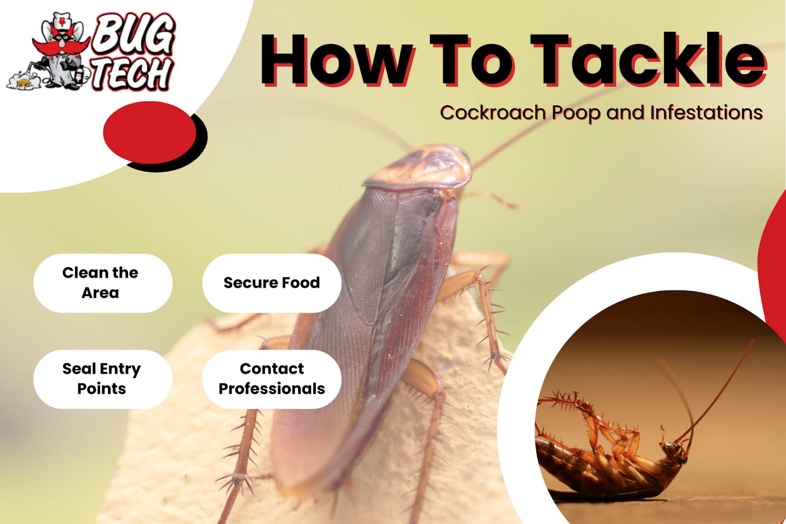 Cockroach infographic 