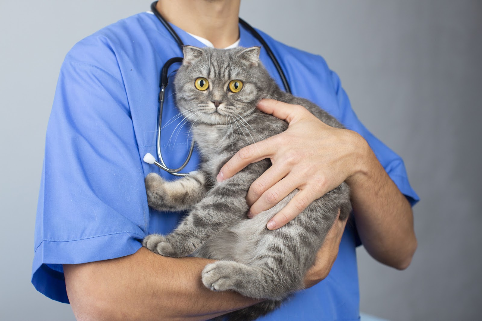 抱っこされる猫