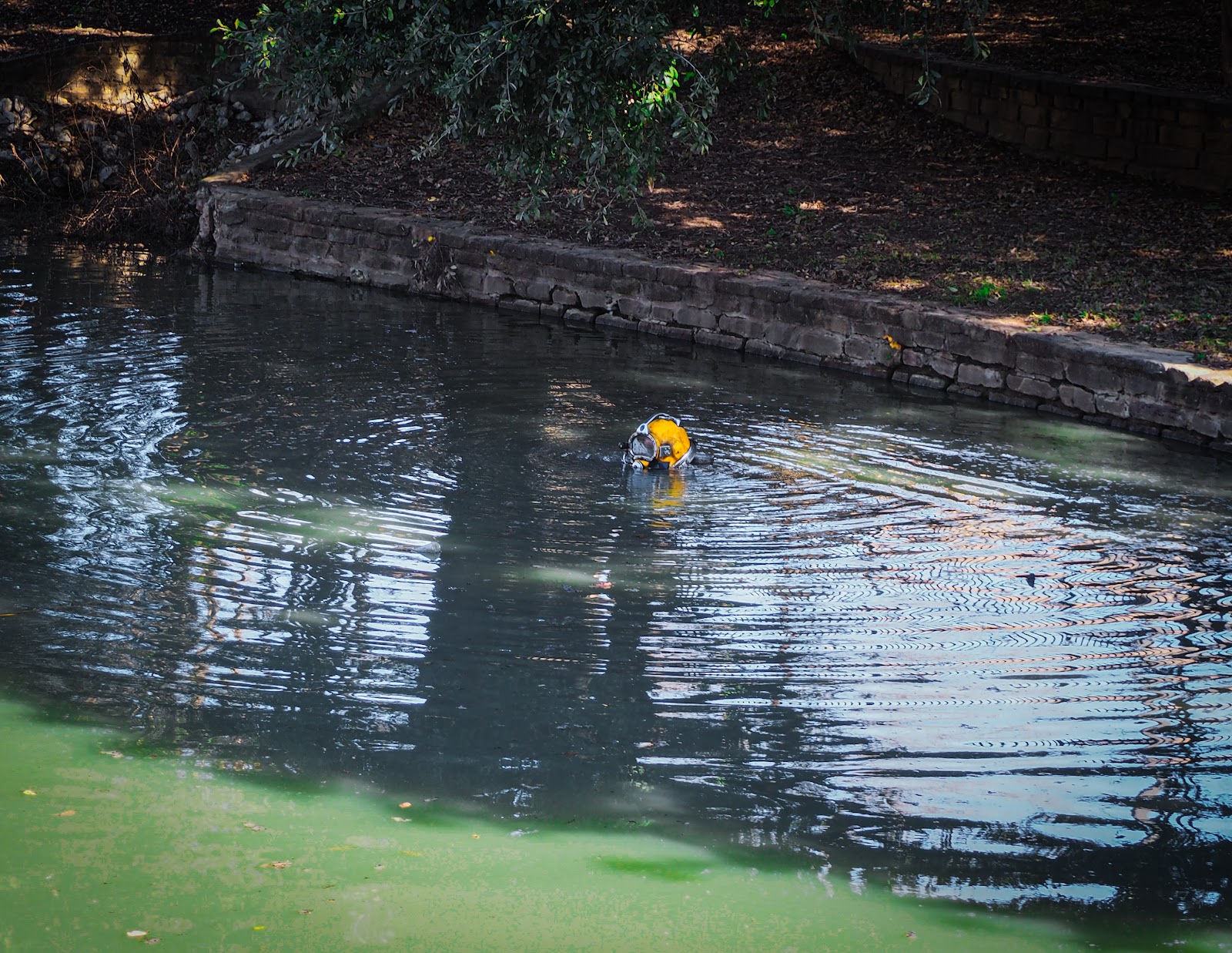 Diver begin underwater inspection