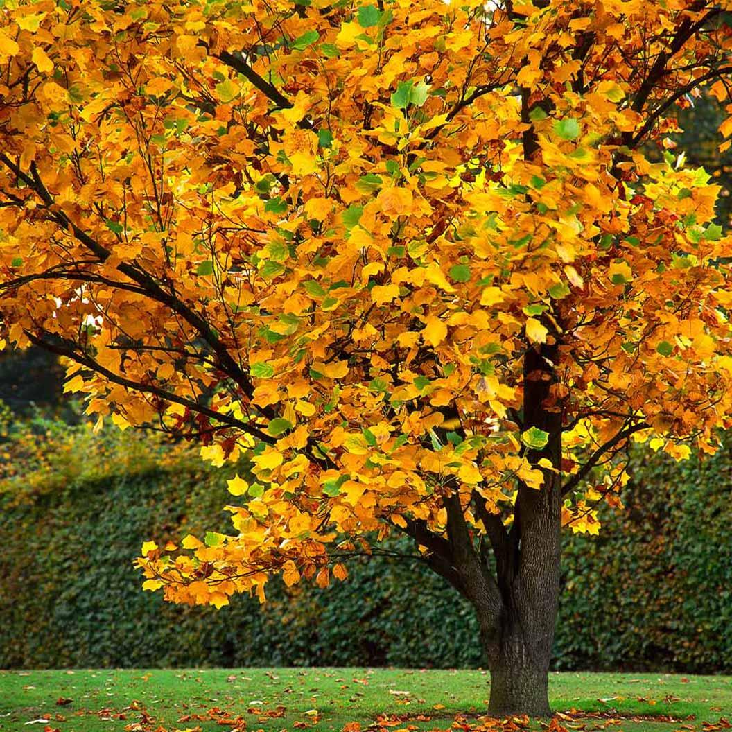 The Tulip Poplar is a fast-growing shade tree that reaches up to 70 ft. tall