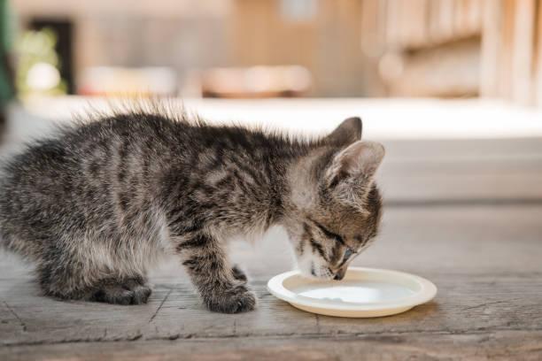 A kitten drinking from a plate

Description automatically generated