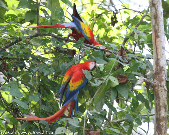 Birds on tree.