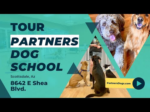 Partners Dog Training Scottsdale: Expert Training for Happy Dogs