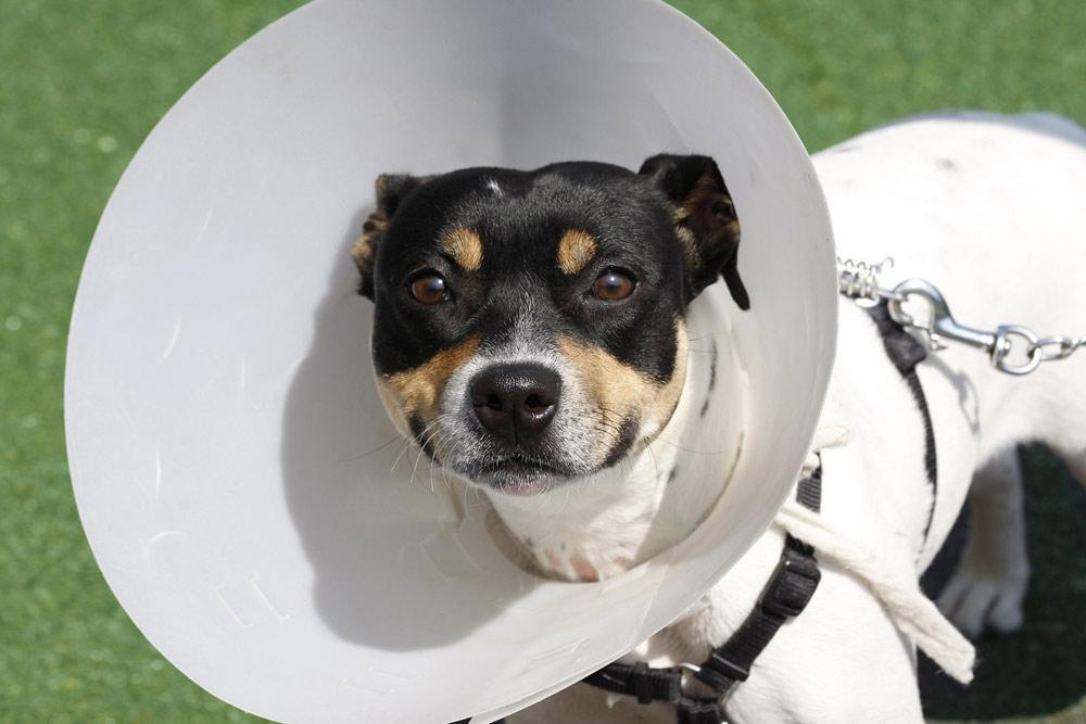 A dog who came from the vet after getting neutered. 
Tips for taking care of a pet dog include that we get the male dog neutered.