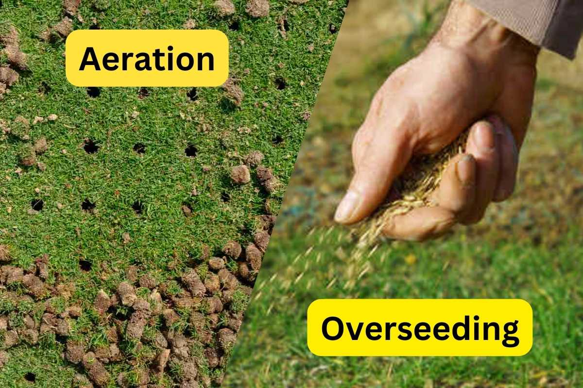 Aeration and Overseeding the Lawn