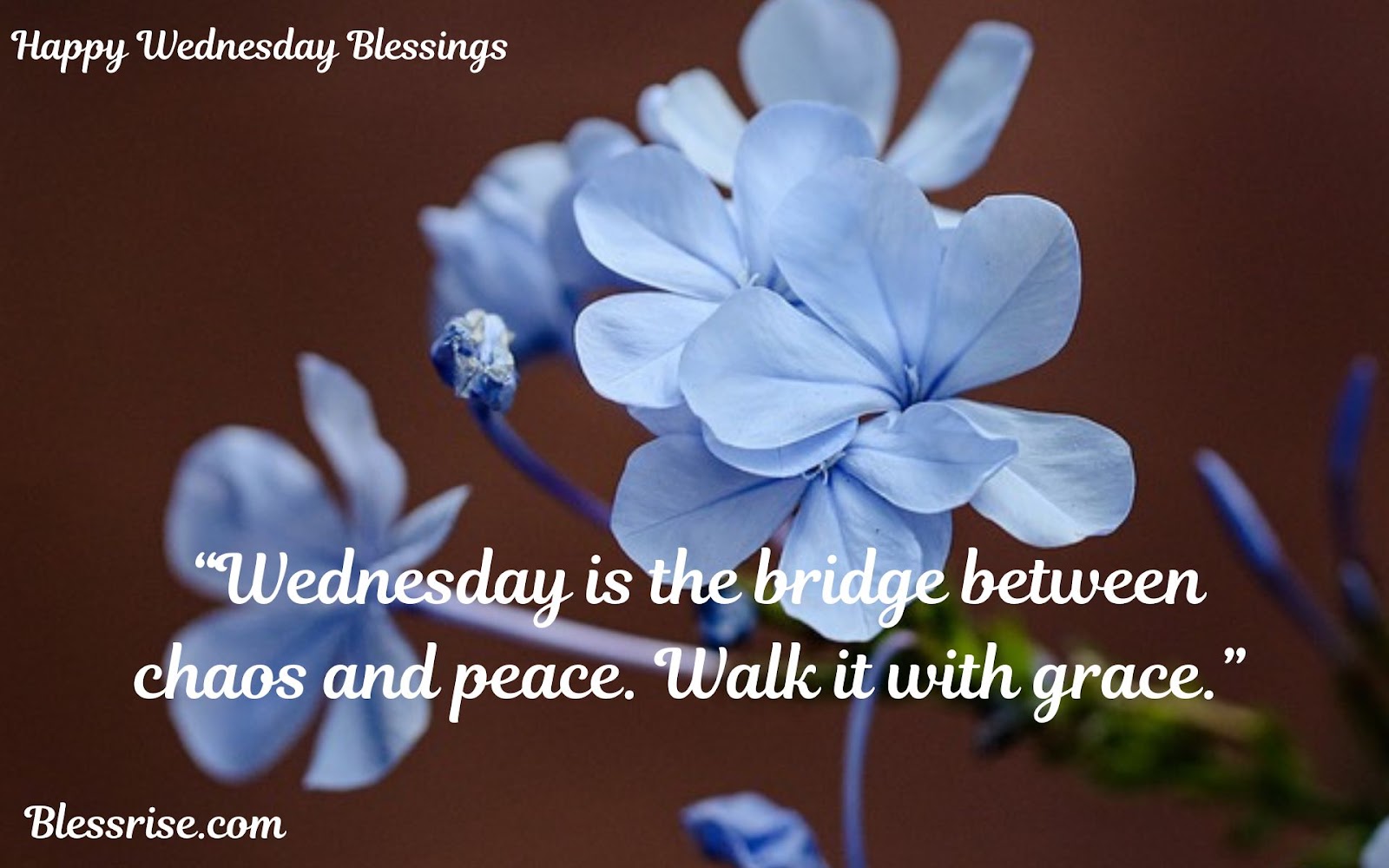 Wednesday Blessings
