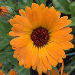 Pot Marigold Flower