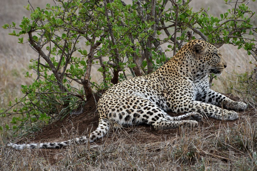 Leopard Lying on Brown Grass