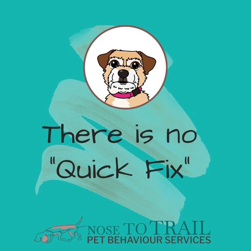 Small brown dog with the wording "there is no quick fix"