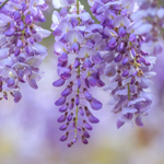 100 flower names in english and hindi