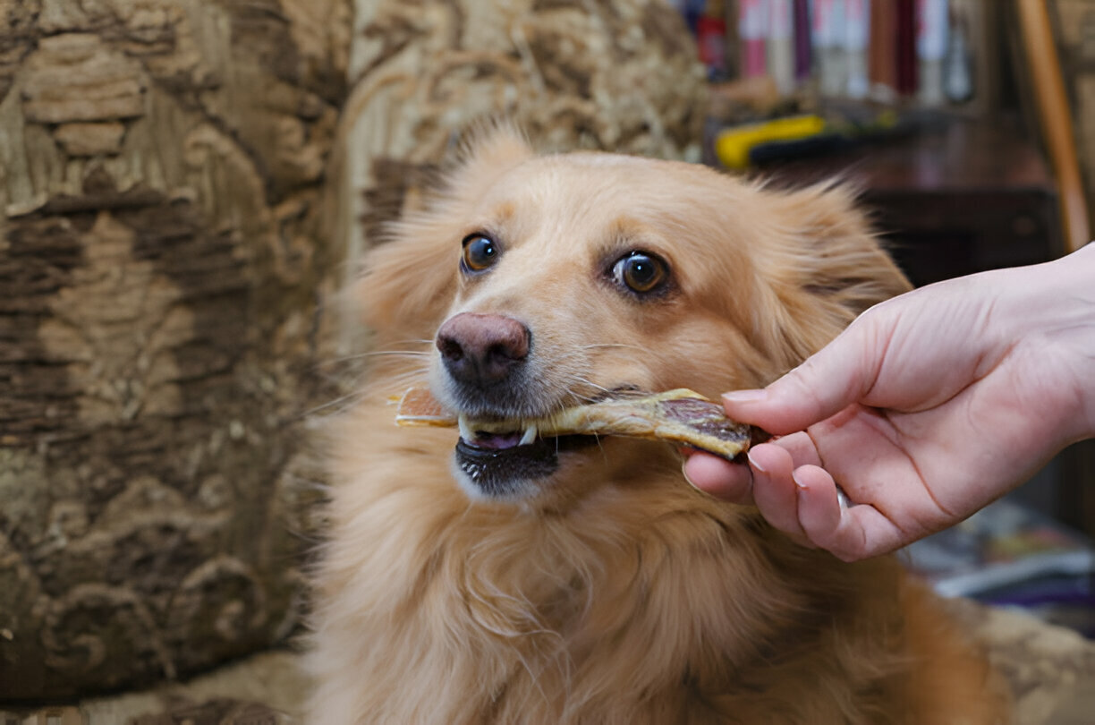 Dog chewing antler