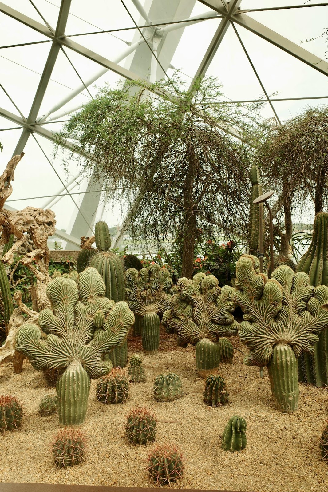 Desert Botanical Garden with colorful desert plants and event setup.