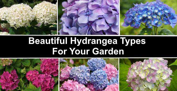 Different Types of Hydrangea