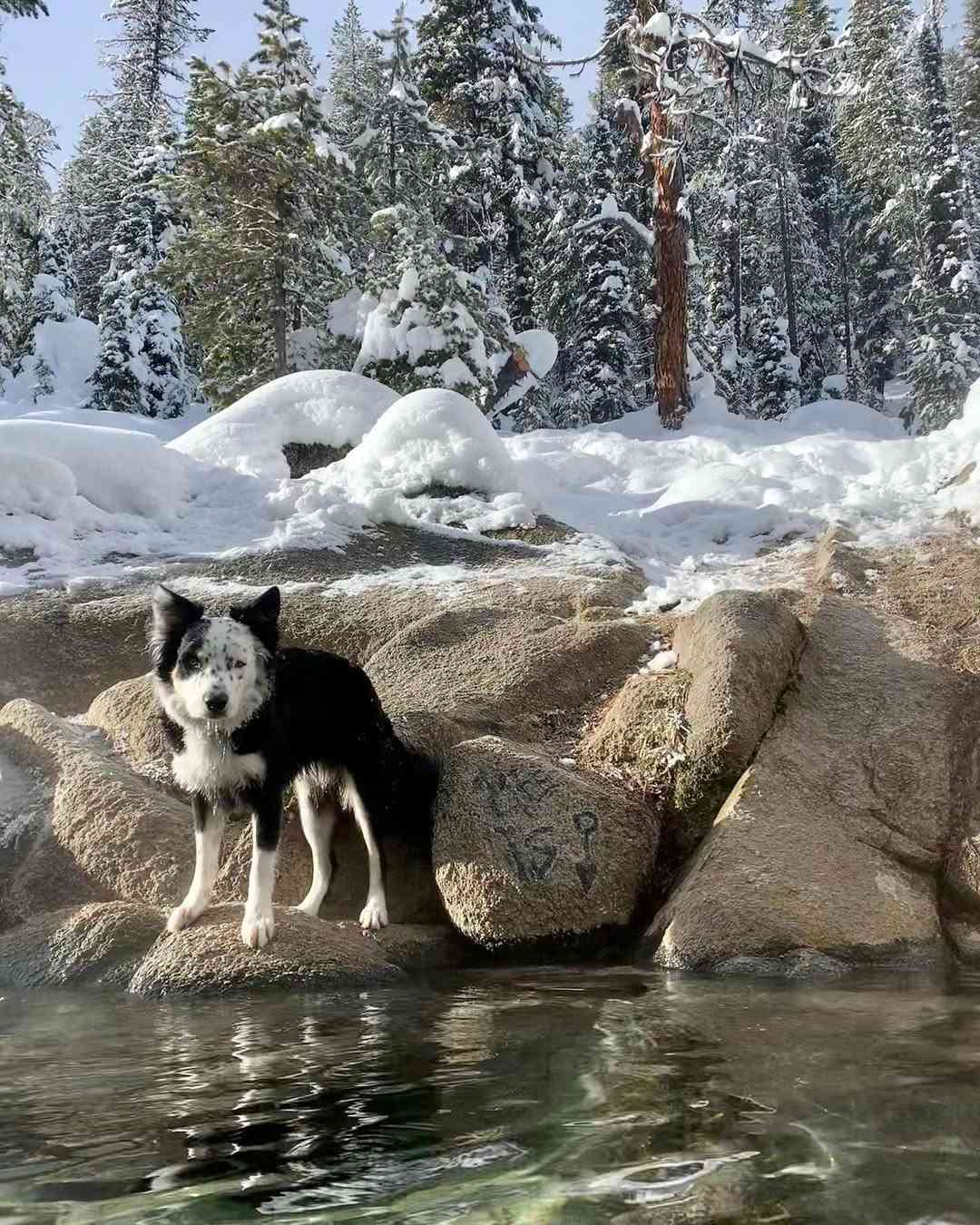 Bring Pets to Trail Creek Hot Springs