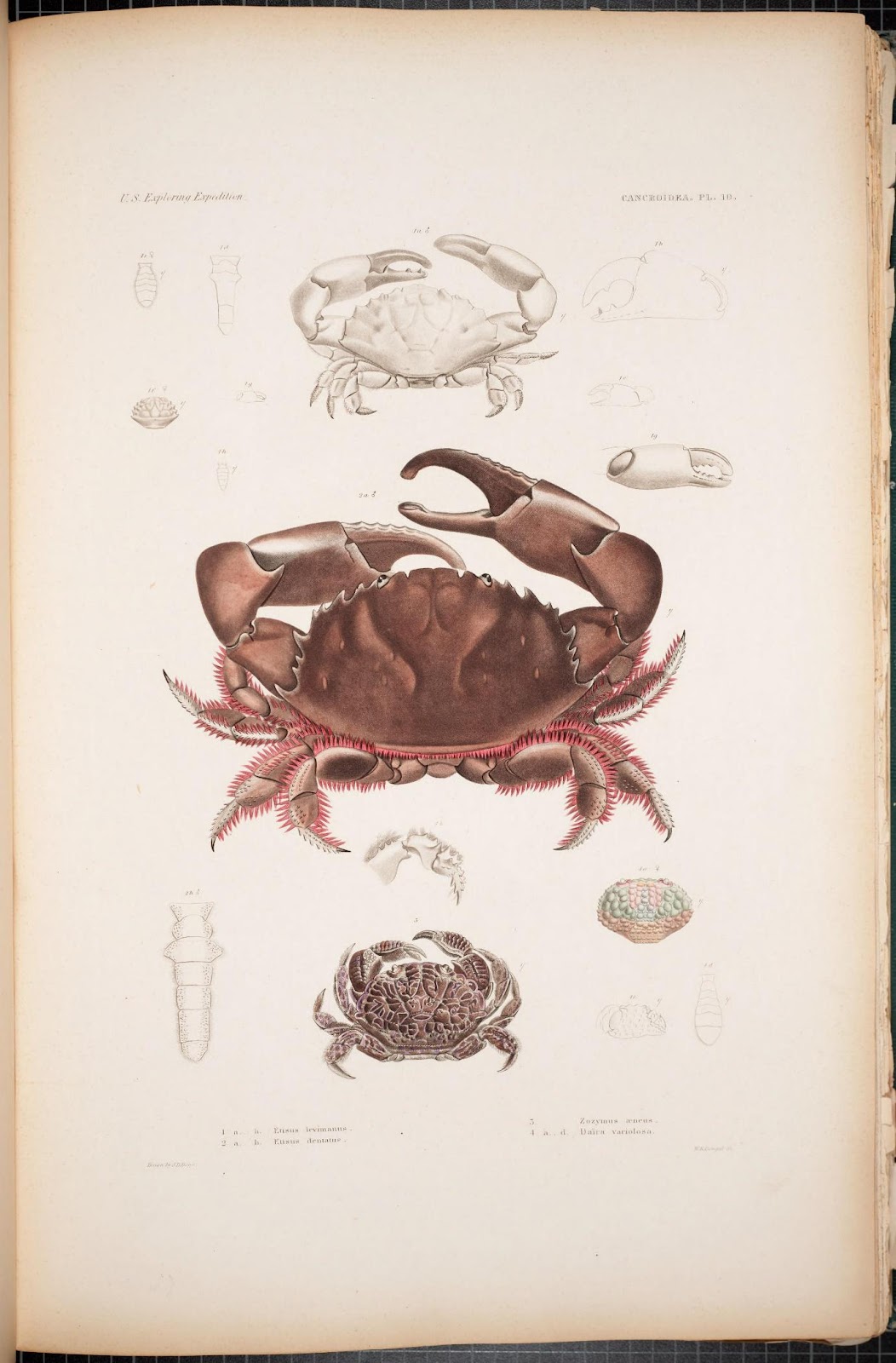 A close-up of a crab

Description automatically generated