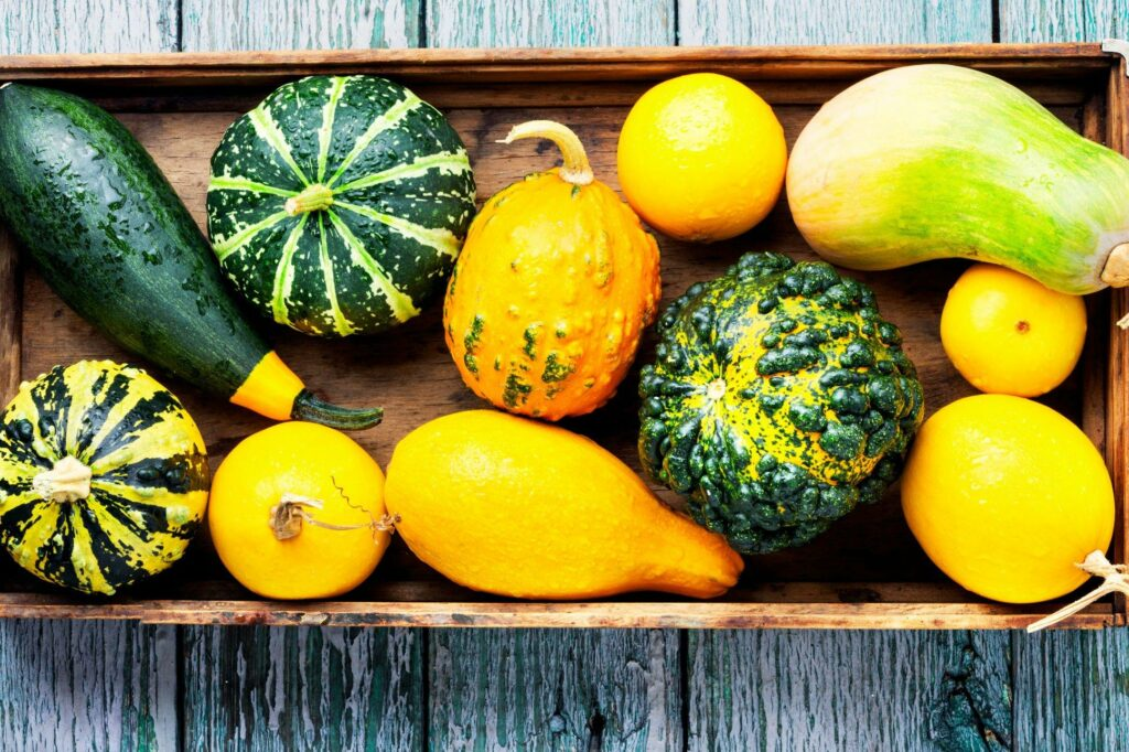 How to Choose the Right Squash for the Garden