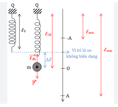 Con lắc lò xo treo thẳng đứng:  lực đàn hồi tác dụng lên vật biến thiên theo đồ thị, Viết phương trình dao động| Blog Góc Vật lí