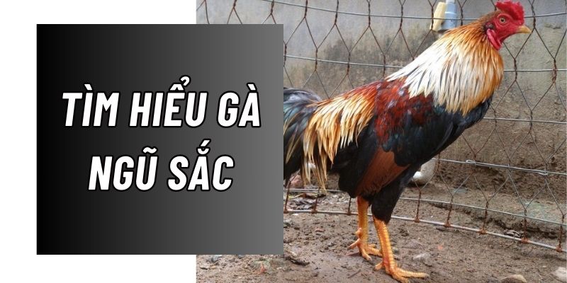 Tìm hiểu thông tin về đặc điểm và màu mệnh gà ngũ sắc chi tiết nhất