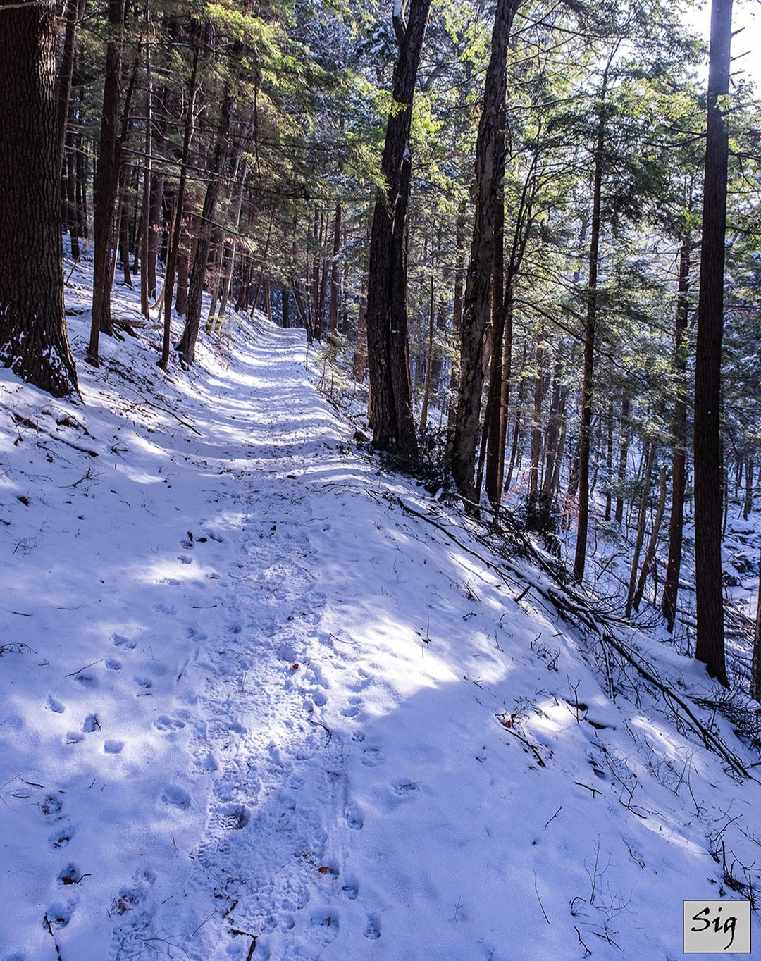 A snowy forest path with footprints leading through tall trees, dappled with sunlight breaking through the branches. Captured by @petesig.photo.