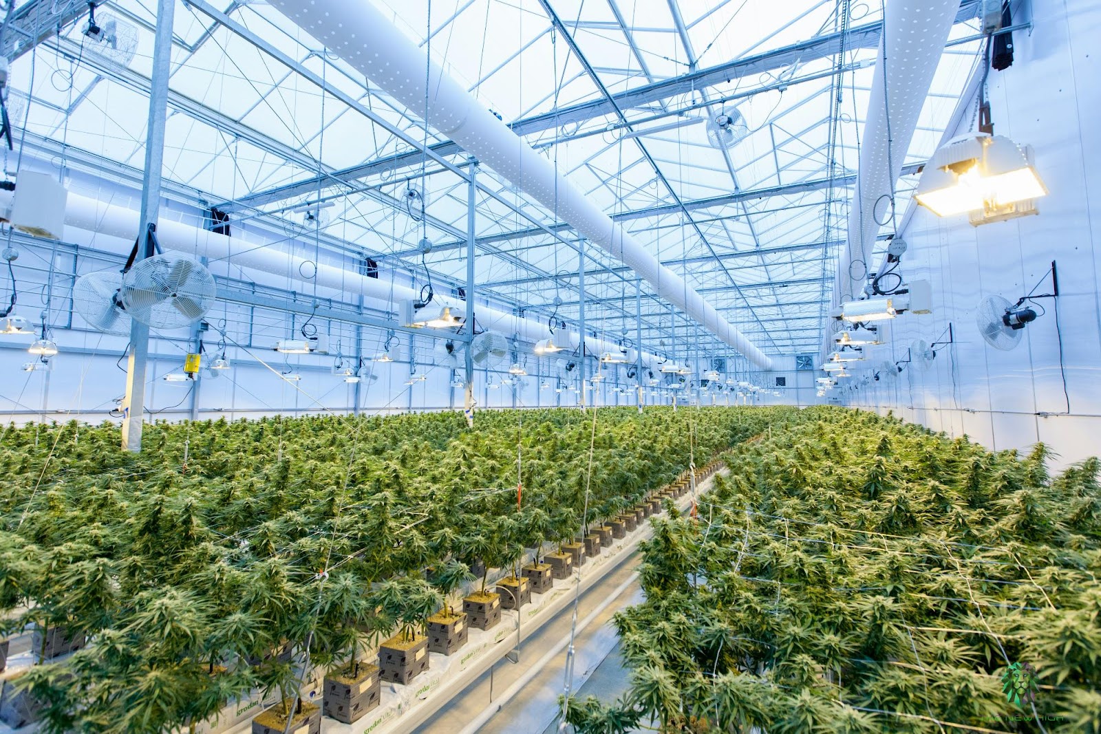 a greenhouse with plants