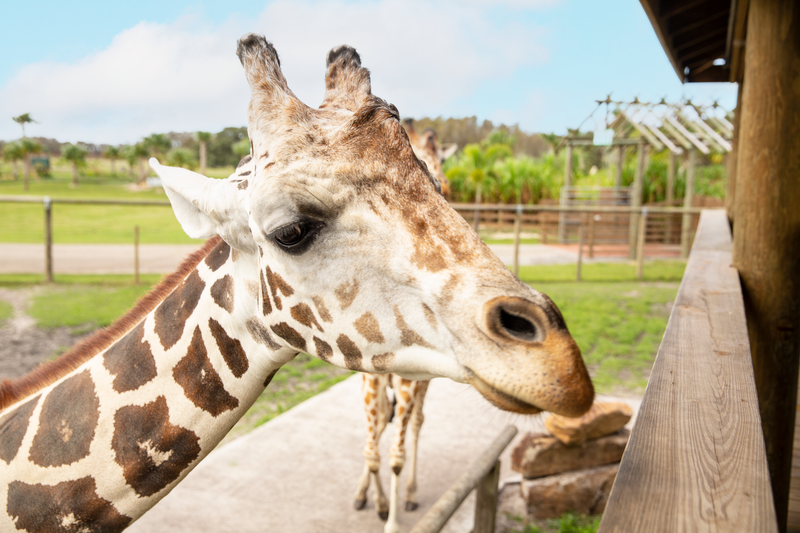 A reticulated giraffe stretching its neck toward a wooden platform at Wild Florida’s Drive-thru Safari Park.