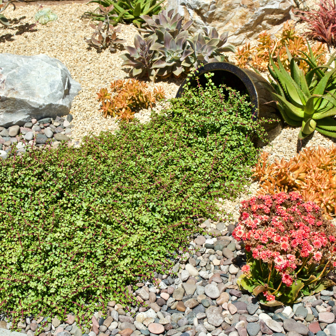 Xeriscaping