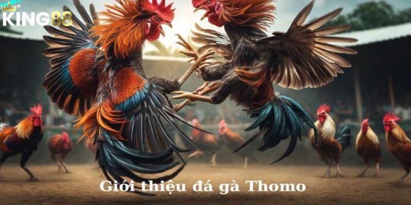 Thông tin chi tiết về đấu trường đá gà Thomo 