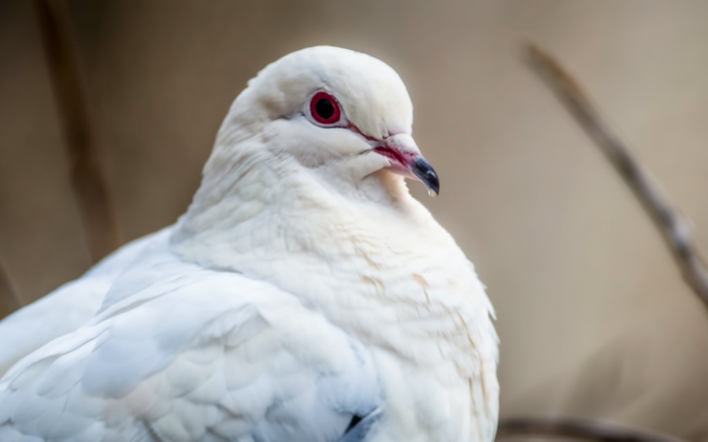 White Dove