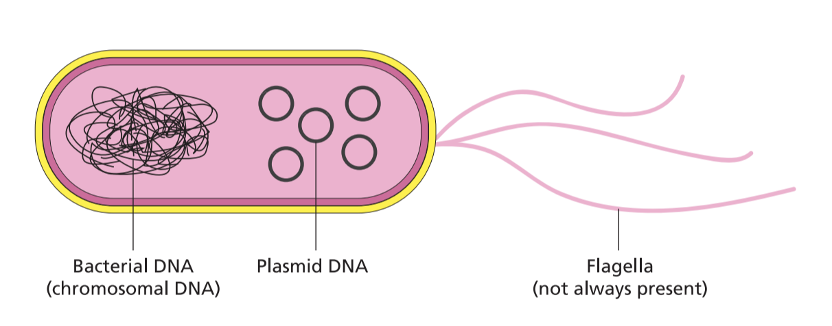 BÀI 11: HỆ GENE, CÔNG NGHỆ GENE VÀ ỨNG DỤNG