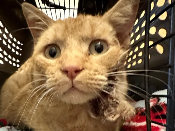 Critical Medical Crisis Threatens Liquor Store Cat