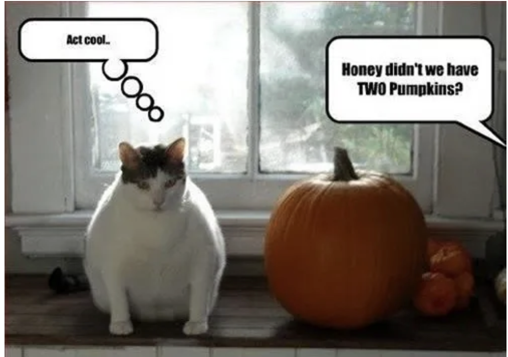 Fat cat sitting next to a pumpkin, thinking "act cool". Textbox to the side of the pumpkin says "Honey, didn't we have TWO pumpkins?"