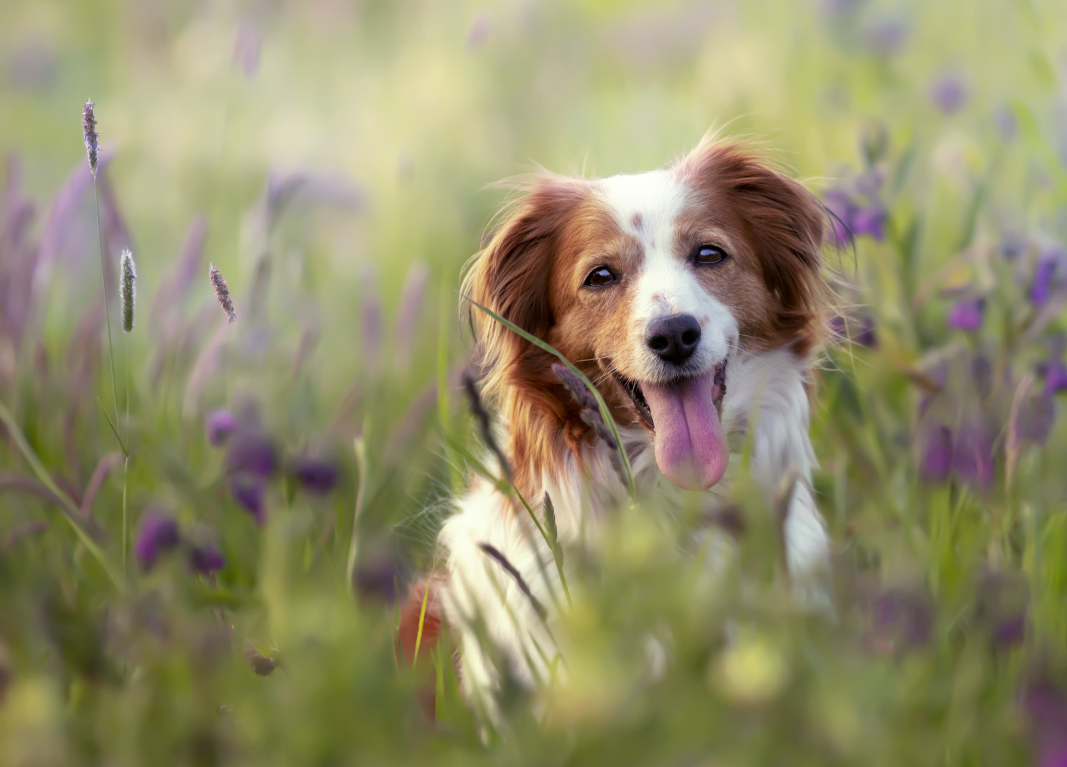 Happy dog in a field.
